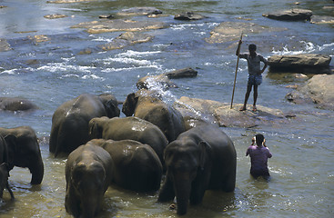 Image showing Asian elephants bathing, Sri Lanka