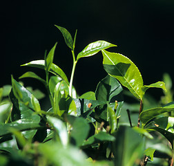 Image showing Fresh tea leaves growing, Kandy