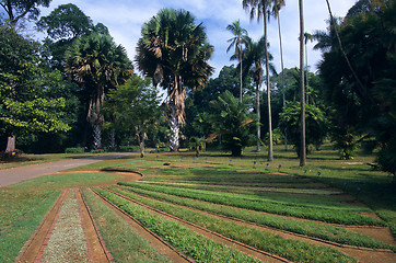 Image showing Peradeniya Botanical Garden, Kandy