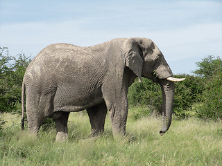 Image showing Elephant