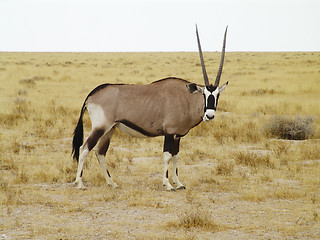 Image showing Oryx gazella