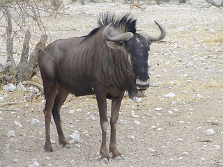 Image showing Blue wildebeest portrait. Antilope Gnu