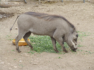 Image showing Phacochoerus africanus in a zoo