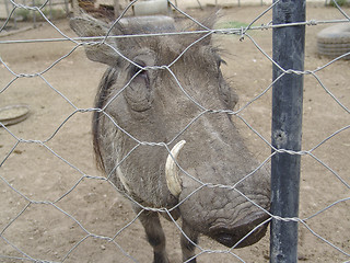 Image showing Phacochoerus africanus