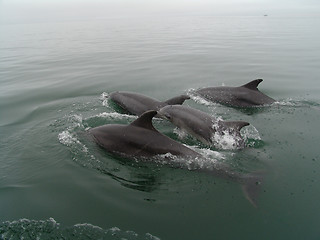 Image showing DOLPHINS JUMPING IN THE OCEAN