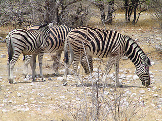 Image showing African zebra