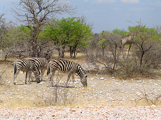 Image showing African zebra