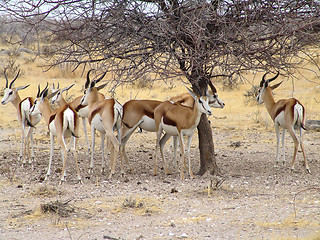 Image showing black headed impala 