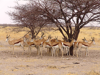 Image showing Black headed impala 