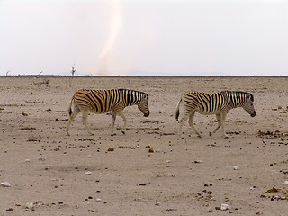 Image showing African zebra