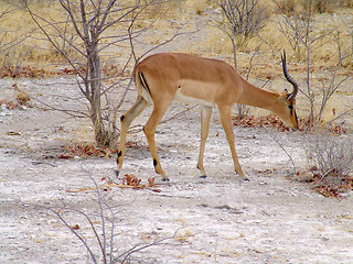 Image showing Black headed impala 