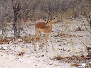 Image showing Black headed impala 