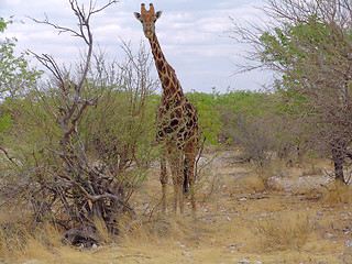 Image showing Giraffe