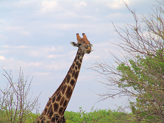 Image showing Giraffe