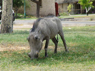 Image showing Large female warthog 