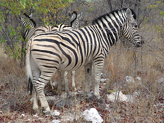 Image showing African zebra