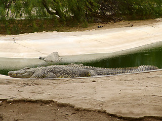 Image showing Crocodile