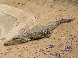 Image showing Crocodile