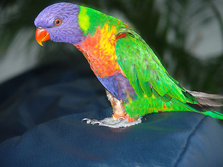 Image showing Lorikeet