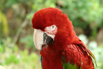 Image showing Parrot