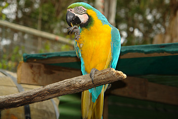 Image showing Parrot