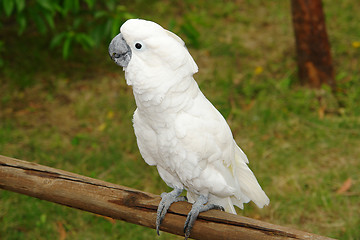 Image showing COCKATOO IN A TREE