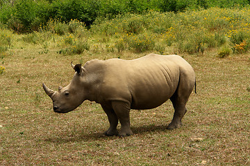 Image showing RHINO IN AFRICA