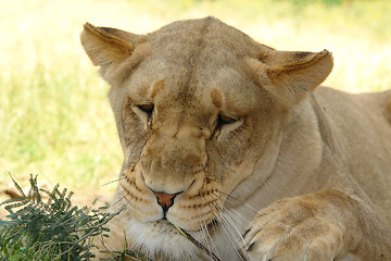 Image showing RESTING LIONESS