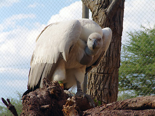 Image showing GRIFFON VULTURE - GYPS FULVUS