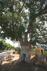 Image showing Zaccheus Sycamore Tree in Jericho