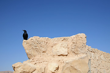 Image showing Bird in the Masada fortress in Israel