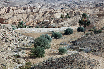 Image showing Oasis in Atlas Mountains