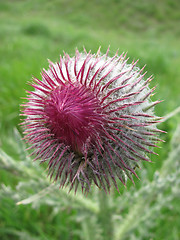 Image showing thistle