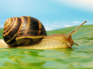 Image showing snail