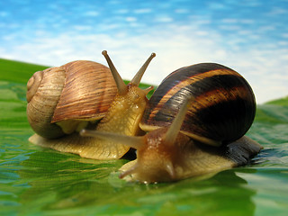 Image showing snails