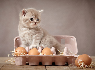 Image showing kitten and eggs