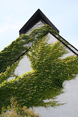 Image showing green wall