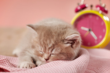 Image showing sleeping kitten