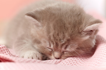 Image showing sleeping kitten