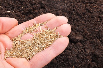 Image showing hand sowing seed