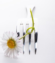 Image showing flower food