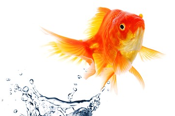 Image showing goldfish