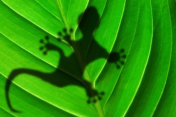 Image showing tropical background