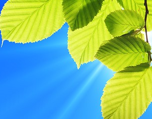 Image showing blue sky and leaf