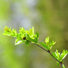 Image showing green spring leaves