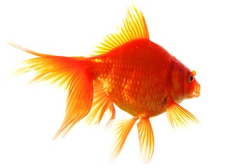 Image showing goldfish