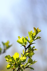 Image showing green leaves