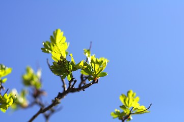 Image showing green spring leaves