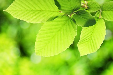 Image showing green summer leaf