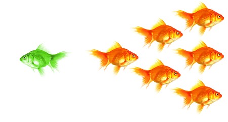 Image showing individual goldfish